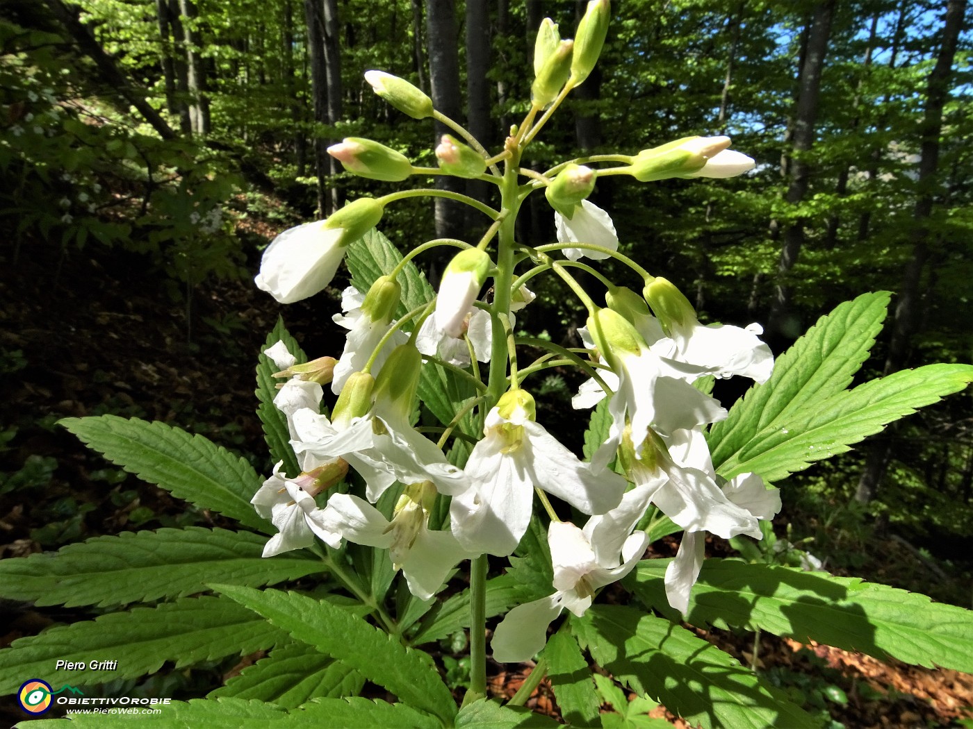 23 Bei fiori bianchi di Dentaria minore ( Cardamine bulbifera).JPG